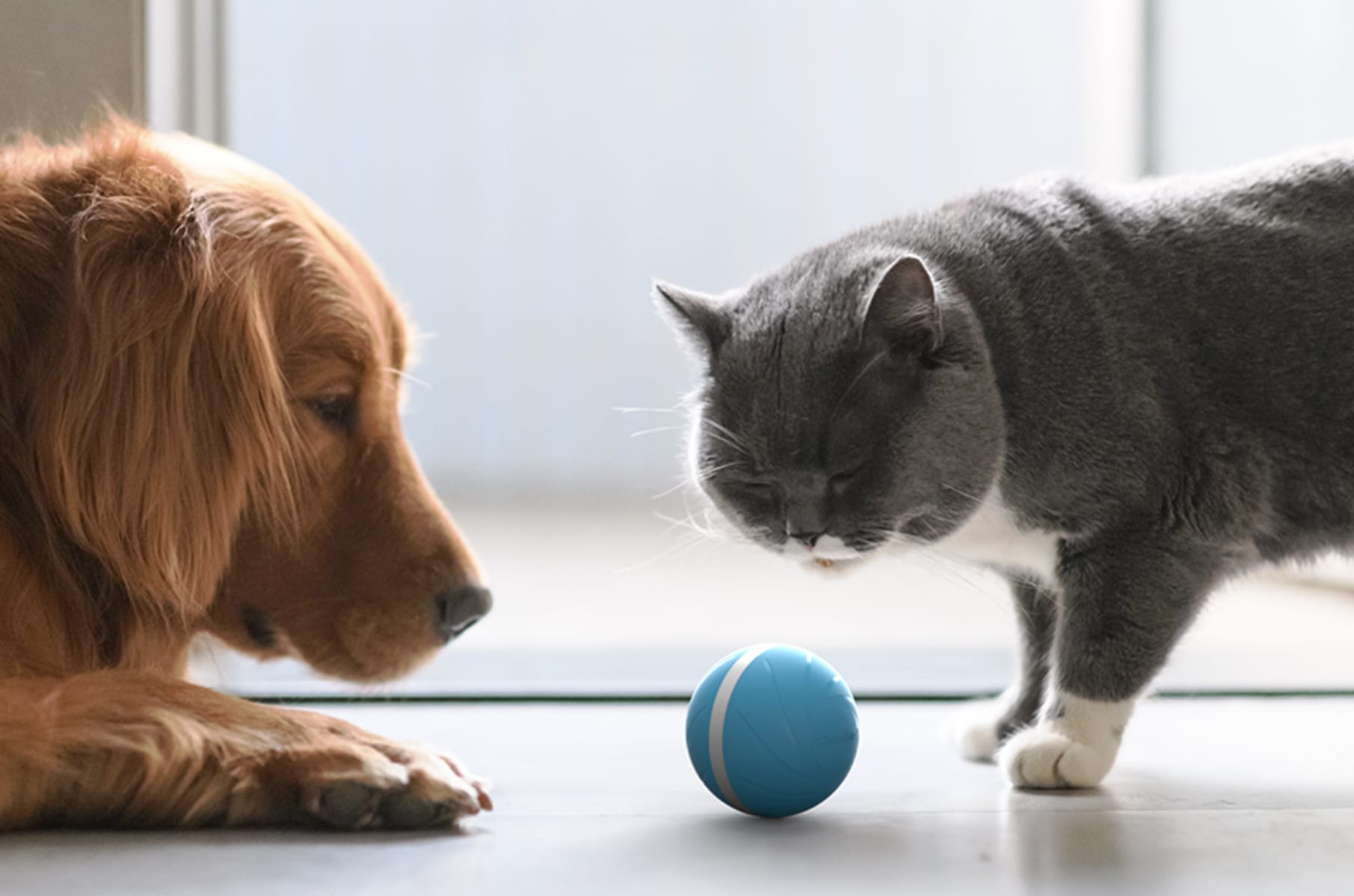 बिल्लियों के लिए गेंद स्मार्ट हंसमुख