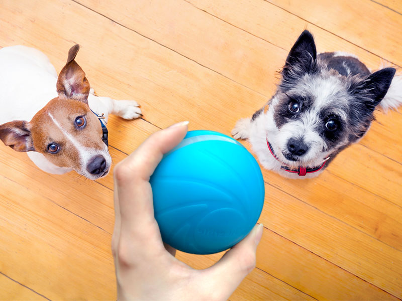 कुत्ते स्मार्ट गेंद खुश